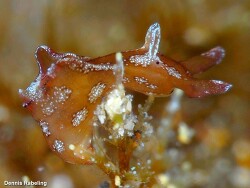 Aplysia punctata,Las Palmas, ES-CN, ES 2023