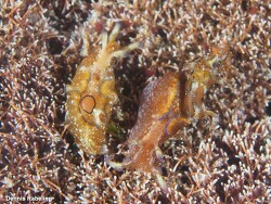 Aplysia punctata,Las Palmas, ES-CN, ES 2023