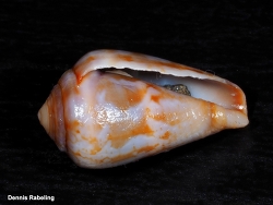 Conus guanche,Las Palmas, ES-CN, ES 2025