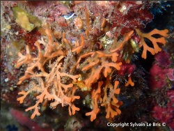 Adeonella calveti thumbnail