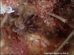 Foto: Pouars, Marseille, Frankreich
