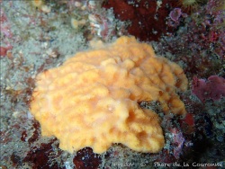 Dictyonella incisa thumbnail