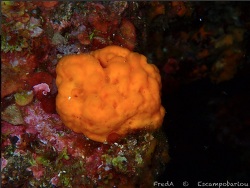 Dictyonella incisa thumbnail