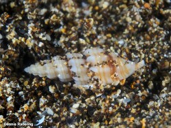 Smithiella costulata,Las Palmas, ES-CN, ES 2024