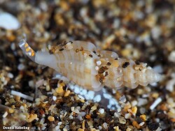 Smithiella costulata thumbnail