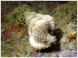 Gyrineum lacunatum,Anse Vata, Nouméa 98800, Nouvelle-Calédonie 2024