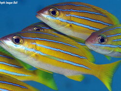 Lutjanus bengalensis,Bengal snapper, 30.0cm, Bali