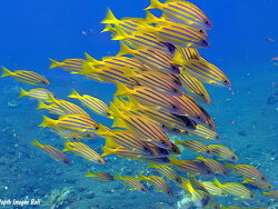 Lutjanus bengalensis,Bengal snapper, 30.0cm, Bali