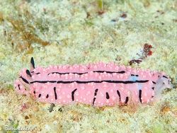 Phyllidiopsis gemmata,Kusini, TZ-ZS, TZ 2026