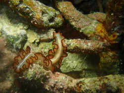 Nymphozoon orsaki thumbnail