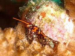 Trizopagurus magnificus thumbnail