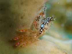 Domecia acanthophora,Gary's Reef,George Town, Cayman Islands 2006 (CC BY)