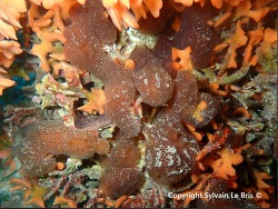 Aplidium fuscum thumbnail