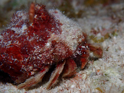 Paguristes karenae thumbnail