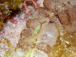 Gnathophyllum circellum thumbnail