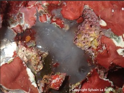 Fasciospongia cavernosa thumbnail