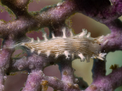 Tritonicula hamnerorum thumbnail