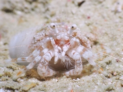 Iridopagurus reticulatus thumbnail