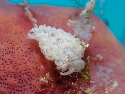 Noumeaella kristenseni thumbnail