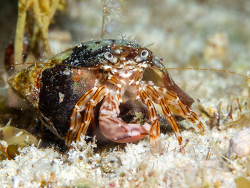 Phimochirus holthuisi thumbnail