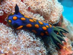 Tambja sagamiana thumbnail