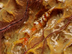 Austraeolis catina thumbnail