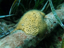 Cladocora caespitosa,Provence-Alpes-Côte  2024