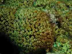 Cladocora caespitosa,Sardegna, IT 2014