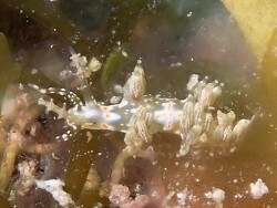 Nanuca sebastiani,9HGJ+372, West Bay, Cayman Islands 2023 (CC BY)