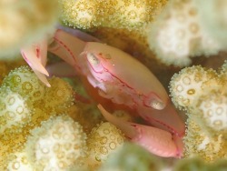 Trapezia serenei thumbnail