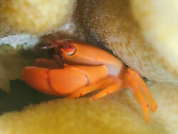 Trapezia bidentata,Rongerik 2024 (CC BY-NC 4.0)