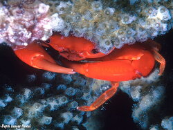 Trapezia bidentata thumbnail