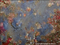 Phorbas tenacior thumbnail