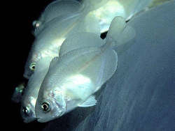 Psenes pellucidus thumbnail