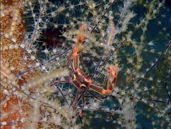 Quadrella maculosa thumbnail