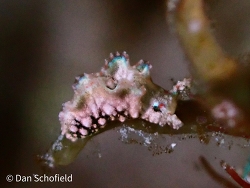 Elysia ellenae thumbnail