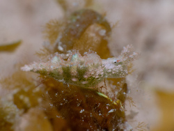 Elysia ellenae thumbnail