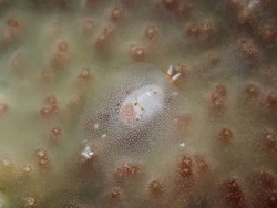 Pleurobranchus areolatus thumbnail