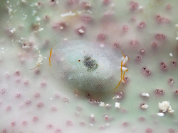 Pleurobranchus areolatus thumbnail