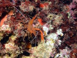 Stenopus spinosus thumbnail