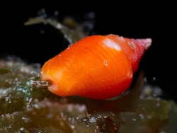 Columbella mercatoria thumbnail