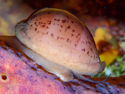 Luria cinerea thumbnail