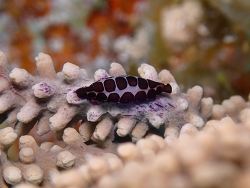 Cyphoma cassidyae thumbnail