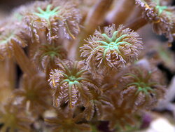 Clavularia sp. tricolor(c) Muelly 2026