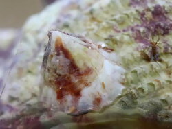 Hufschnecke unbekannt (c) Muelly