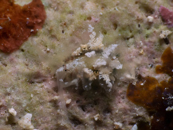 Mourgona murca thumbnail