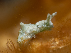 Elysia cornigera,9HGJ+372, West Bay, Cayman Islands 2023 (CC BY)