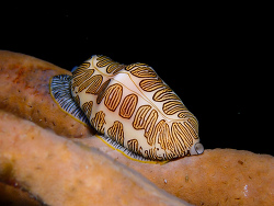 Cyphoma signatum,9HGJ+372, West Bay, Cayman Islands 2023 (CC BY)