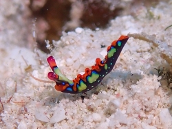 Thuridilla picta thumbnail