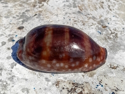 Macrocypraea zebra thumbnail